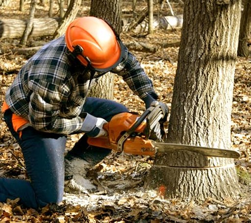 Tree Removal in Danforth, ME